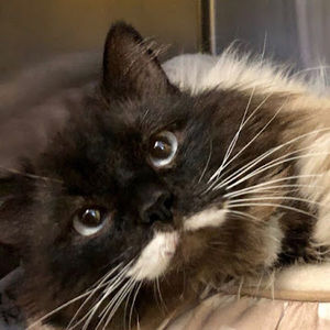 Meet your Posher, Nikki